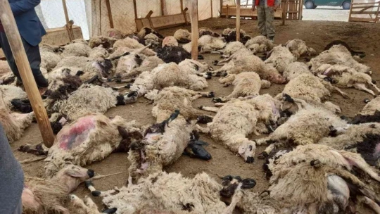 Ağıla giren kurt sürüsü 200 küçükbaş hayvanı telef etti