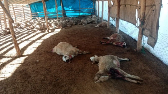 Ağıla giren kurt sürüsü, 42 koyunu telef etti