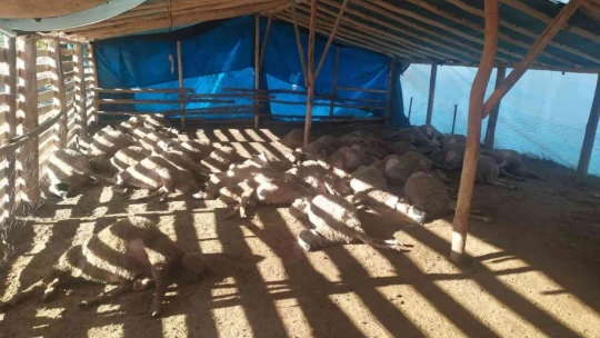 Ağıla giren kurt sürüsü, 42 koyunu telef etti