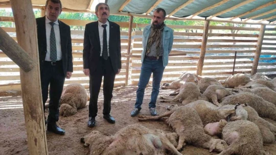 Ağıla giren kurt sürüsü, 42 koyunu telef etti