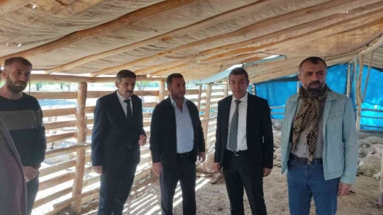 Ağıla giren kurt sürüsü, 42 koyunu telef etti