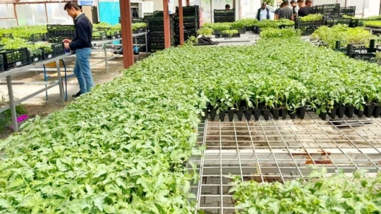 Akçadağ'da 100 bin sebze fidesi dağıtıldı