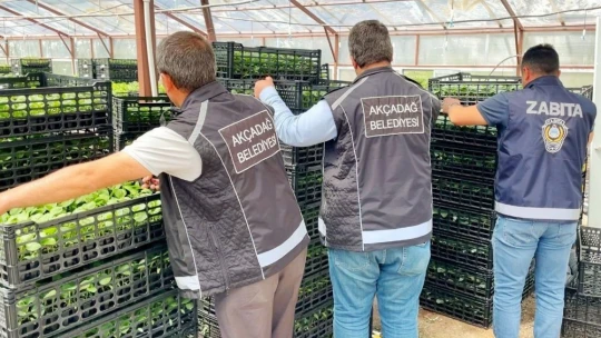 Akçadağ'da 100 bin sebze fidesi dağıtıldı