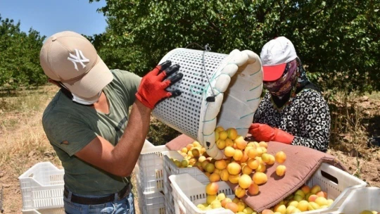 Altın meyve kayısının hasadında sona doğru