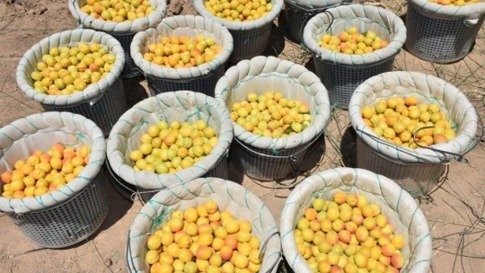 Altın meyve kayısının hasadında sona doğru