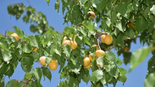 Altın meyve kayısının hasadında sona doğru