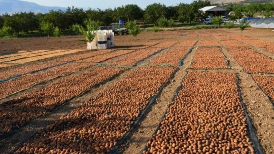 Altın meyve kayısının hasadında sona doğru