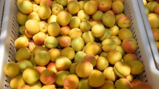 Altın meyve kayısının hasadında sona doğru