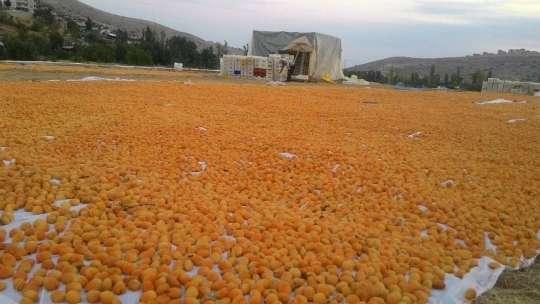 Altın meyve kayısının hasadında sona doğru