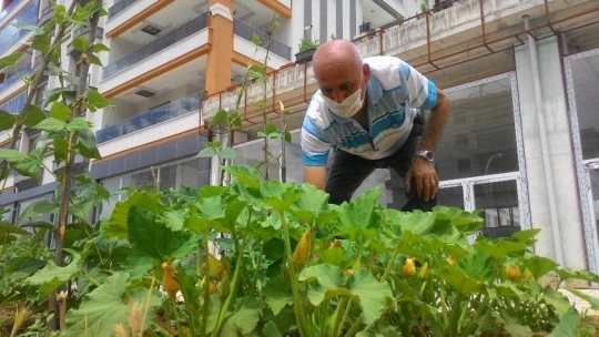 Apartman önünde doğal sebze yetiştiriyor