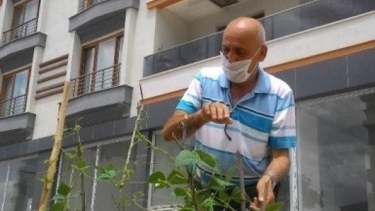 Apartman önünde doğal sebze yetiştiriyor