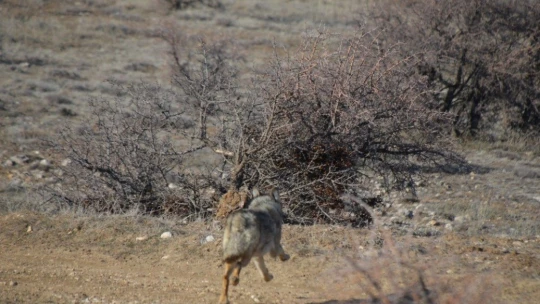 Aracın çarptığı kurt, tedavisinin ardından yeniden doğayla buluştu