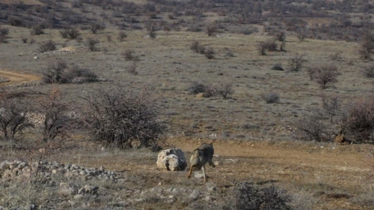 Aracın çarptığı kurt, tedavisinin ardından yeniden doğayla buluştu