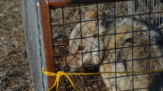 Aracın çarptığı kurt, tedavisinin ardından yeniden doğayla buluştu