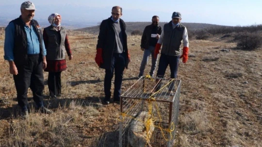 Aracın çarptığı kurt, tedavisinin ardından yeniden doğayla buluştu