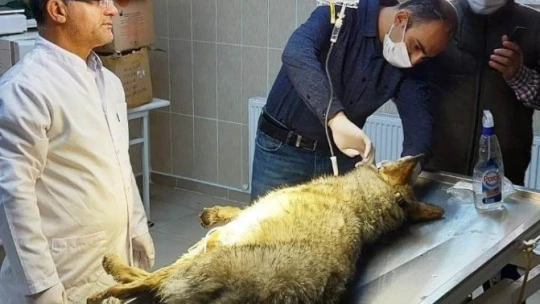 Aracın çarptığı kurt yaralandı