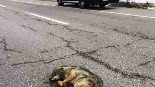 Aracın çarptığı kurt yaralandı