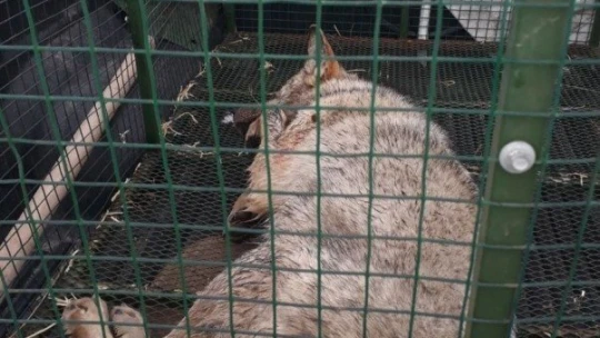 Aracın çarptığı kurt yaralandı