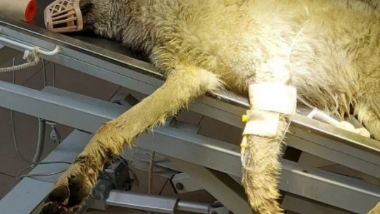 Aracın çarptığı kurt yaralandı