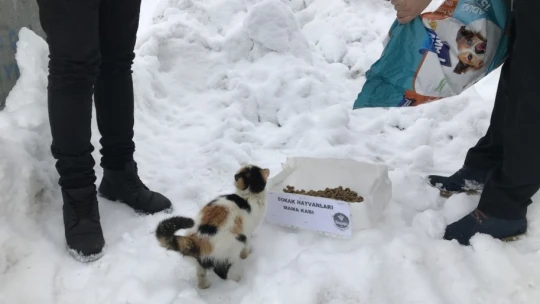 Arapgir Belediyesi, sokak hayvanlarını unutmadı