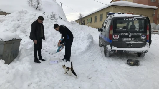 Arapgir Belediyesi, sokak hayvanlarını unutmadı