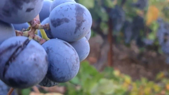 Arapgir'in meşhur köhnü üzümü artık Esenlik Marketler'de