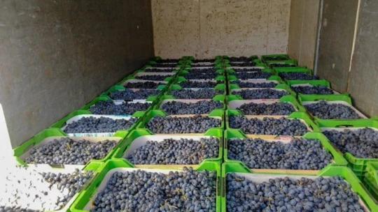 Arapgir'in meşhur köhnü üzümü artık Esenlik Marketler'de