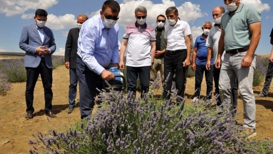 Arguvan Belediyesi'nden Lavanta hasat günü