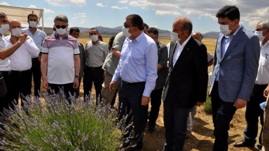 Arguvan Belediyesi'nden Lavanta hasat günü