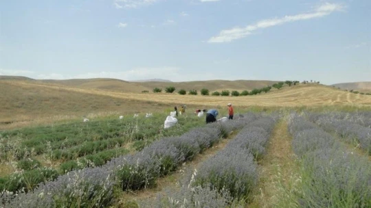 Arguvan'da lavanta yaygınlaştırılacak