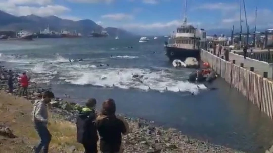 Arjantin'de yalancı katil balinalar kıyıya vurdu