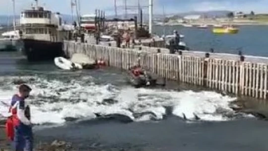 Arjantin'de yalancı katil balinalar kıyıya vurdu