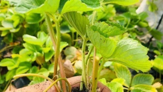 Ata tohumlarından ilaçsız doğal ürünler üretiliyor