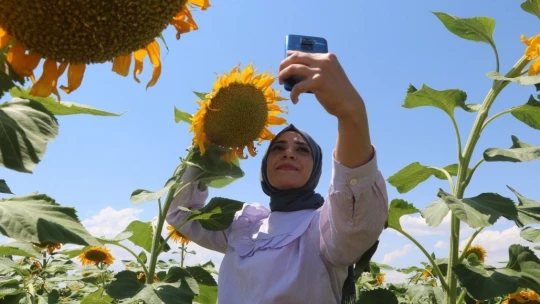 Ay çekirdeği tarlaları Malatya'yı sarıya bürüdü