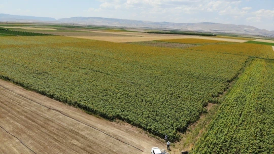 Ay çekirdeği tarlaları Malatya'yı sarıya bürüdü