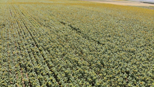 Ay çekirdeği tarlaları Malatya'yı sarıya bürüdü