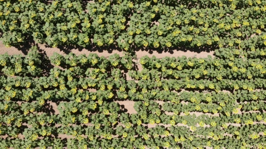 Ay çekirdeği tarlaları Malatya'yı sarıya bürüdü