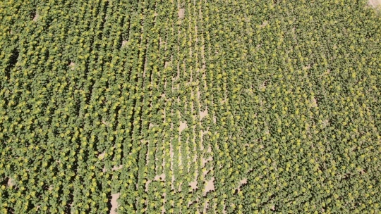 Ay çekirdeği tarlaları Malatya'yı sarıya bürüdü