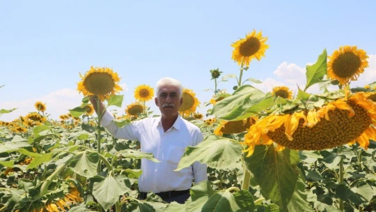 Ay çekirdeği tarlaları Malatya'yı sarıya bürüdü