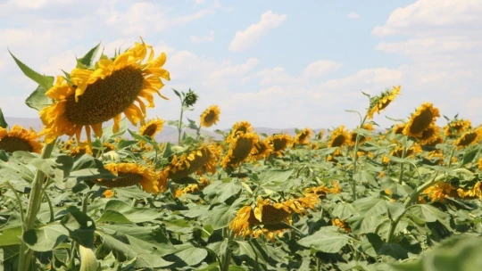 Ay çekirdeği tarlaları Malatya'yı sarıya bürüdü