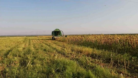 Ayçiçeği tarlalarında hasat başladı
