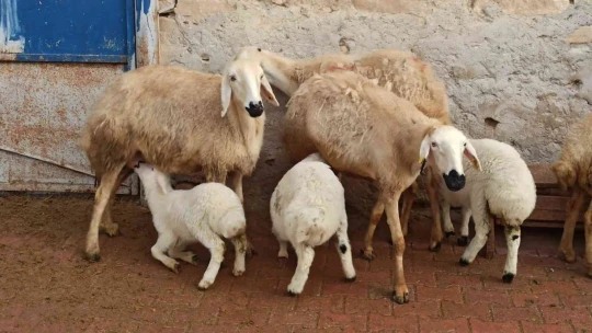 Baharın müjdecisi kuzu doğumları başladı