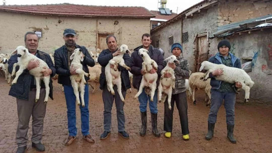 Baharın müjdecisi kuzu doğumları başladı