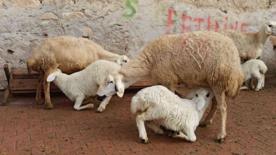 Baharın müjdecisi kuzu doğumları başladı
