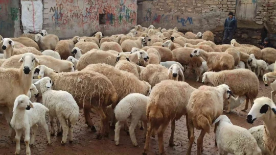 Baharın müjdecisi kuzu doğumları başladı