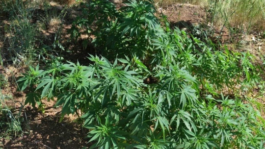 Bahçede esrar ve kenevir ele geçirildi