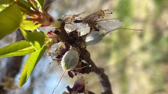 Başkan Çiçek, 'Kayısıdaki don rekolteyi etkileyecek'