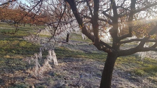 Başkan Çiçek, 'Kayısıdaki don rekolteyi etkileyecek'