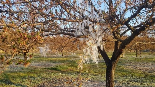 Başkan Çiçek, 'Kayısıdaki don rekolteyi etkileyecek'