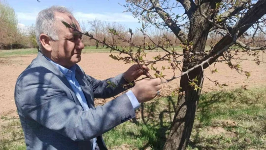 Başkan Çiçek, 'Kayısıdaki don rekolteyi etkileyecek'